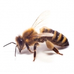 הדברת דבורים - איך נראית דבורה?