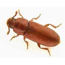 flour-beetle