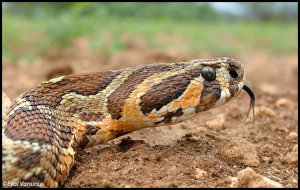 נחש צפע - הנחש הארסי היחידי בישראל